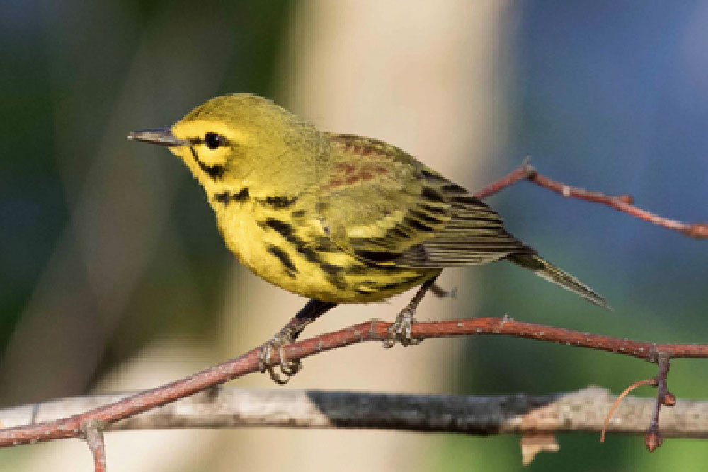 Join SPNI's Dan Alon for a thoughtful walk to see Central's Park's amazing birds at peak Spring migration.