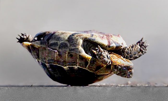 Why did the Greek tortoise cross the road?