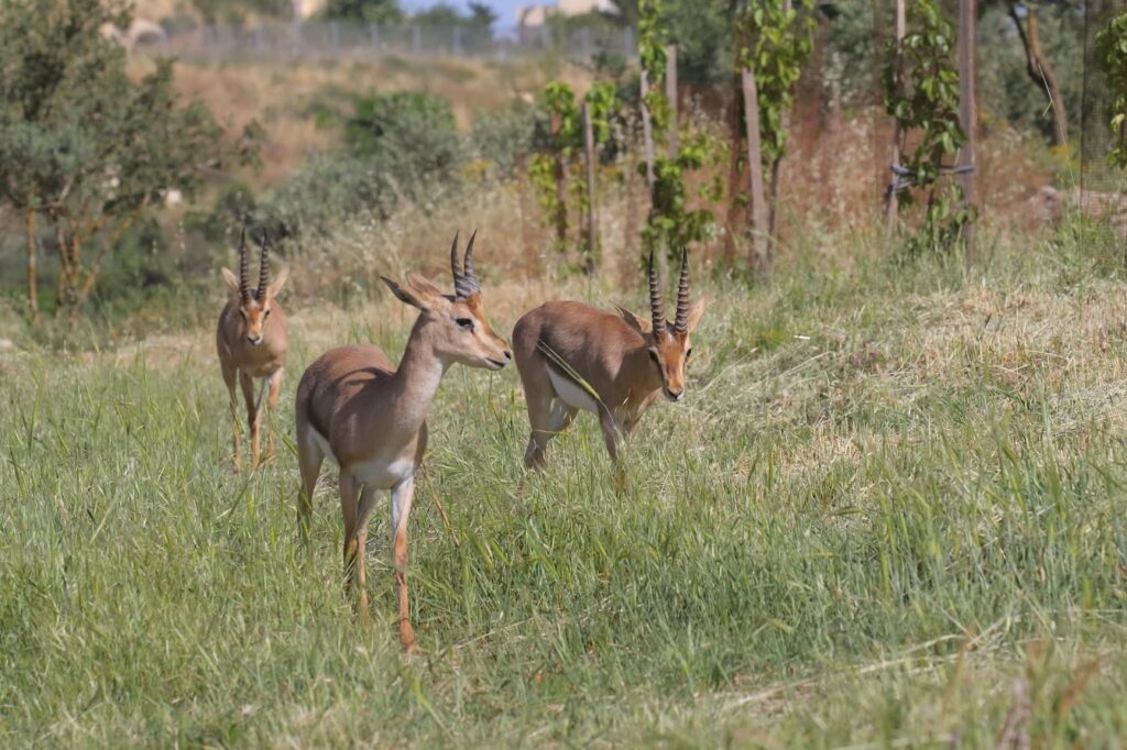 Join Birdlife Israel’s Alena Kacal for a walk in the Gazelle Valley Park in Jerusalem to spot migrating birds and local gazelle.