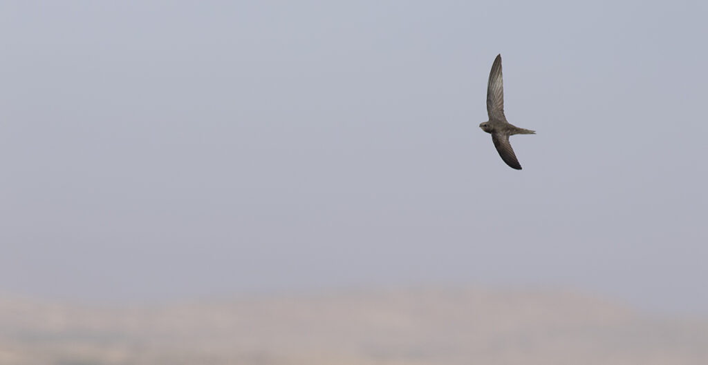 This month the Bird Club will watch the Common Swift's iconic aerial acrobatics in the city’s skies as they hunt for
insects before the end of the day.