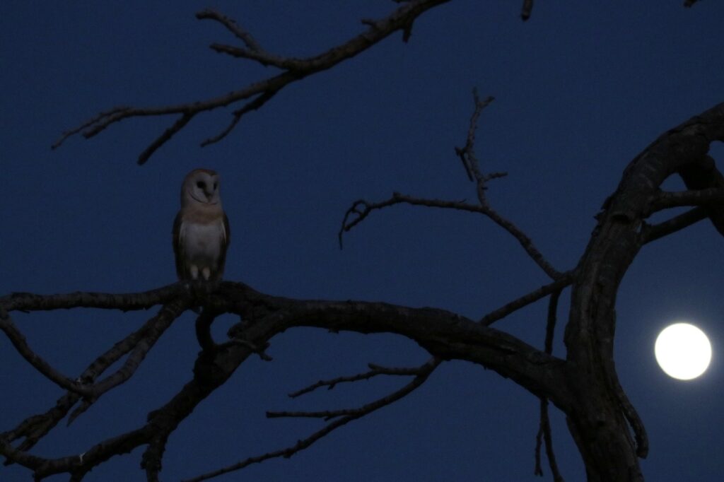 Early summer is a great time to search for owls, join us as we head out to the Judean Plains.