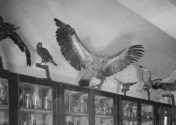We will visit the ornithological collection at the Hebrew University and learn how the collection helps scientists to answer a wide variety of questions.