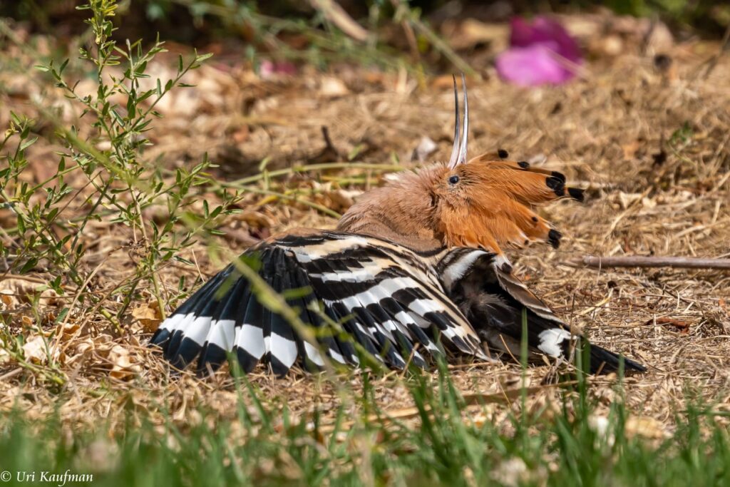 As the Spring migration comes to an end, we will take the time to explore the interesting world of bird behavior at the Nili and David Jerusalem Bird Observatory.