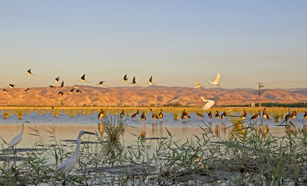 Join Us for a Special Webinar on Start-Up Nature: Re-wilding Israel’s Historic Wetlands