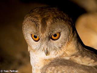 Come with us to the Judean Plains to search for Long-Eared Owls, Barn Owls and other nocturnal birds and mammals.