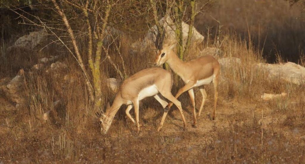 Join SPNI’s Director of Urban Nature, Amir Balaban as he shares his passion for these elegant creatures and their intricate social behaviors, especially during mating season!