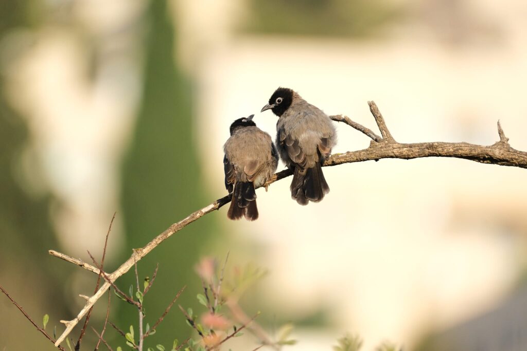 As the summer winds to a close, the fall bird migration is starting to trickle through.