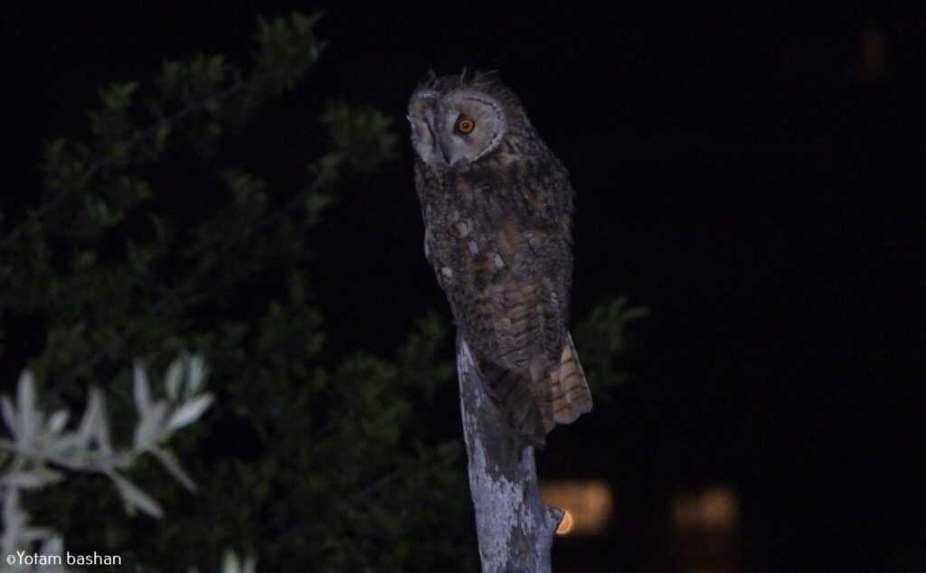 Learn how nocturnal animals survive in the night and test your own senses after dark, as we search for owls, porcupines, bats, scorpions and more.