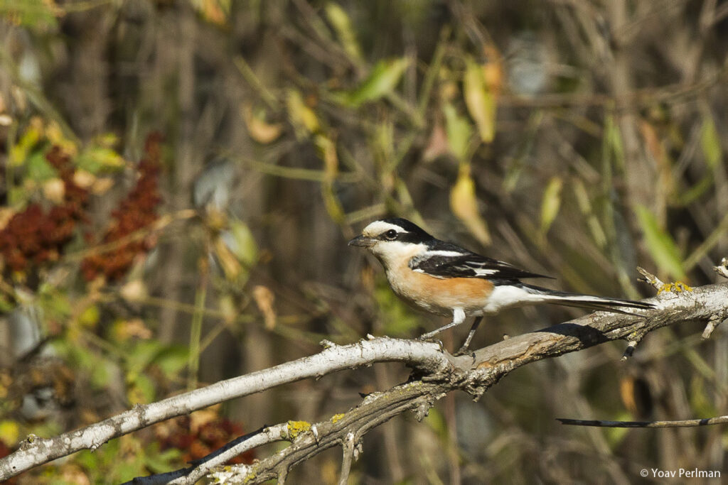 September is a great month for migration, join us for a walk in the park