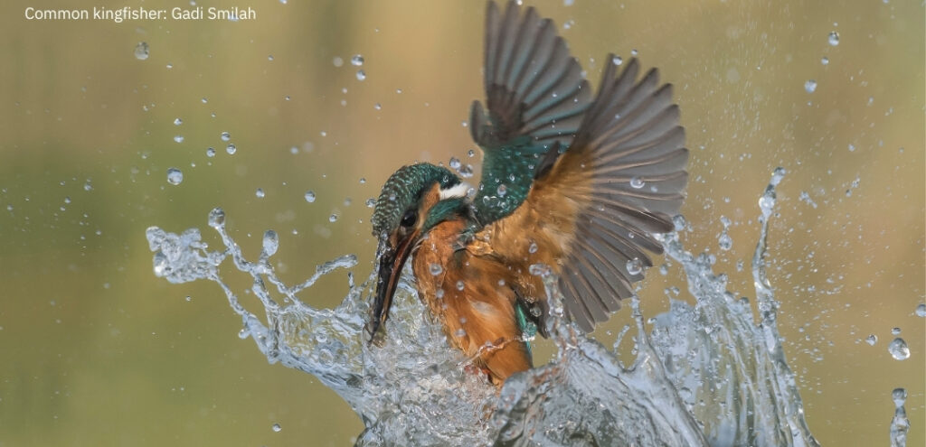 You are invited to join Alen Kacal, Noam Weiss and Nadav Yisraeli as they share their cameras and scopes LIVE from some of Israel’s best birdwatching destinations.