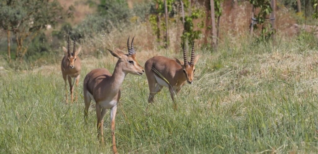 Join us for this special webinar to hear about Israel's gazelles as they go from strength to strength.