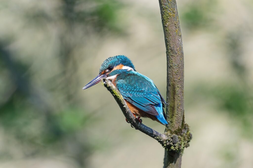 Encounter herons, kingfishers, and a thriving wetland in the heart of the city