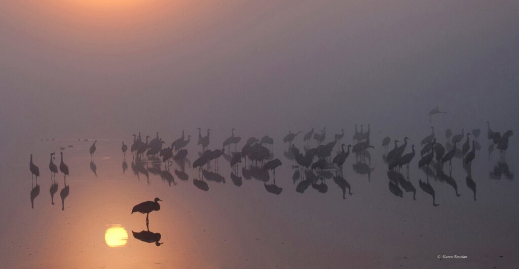 Spend the day exploring the sights and sound of the Hula Lake and then enjoy a special sunset tour in the mobile bird hide to see the cranes arriving to roost for the night in the lake with the Hermon Mountain in the background.