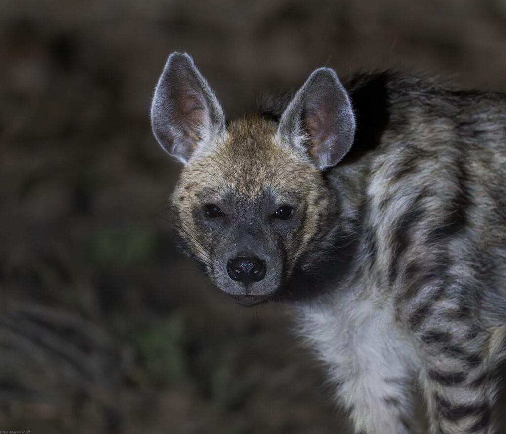 Discover the rare wildlife of Israel’s north with SPNI’s renowned nature photographer, Liron Shapira