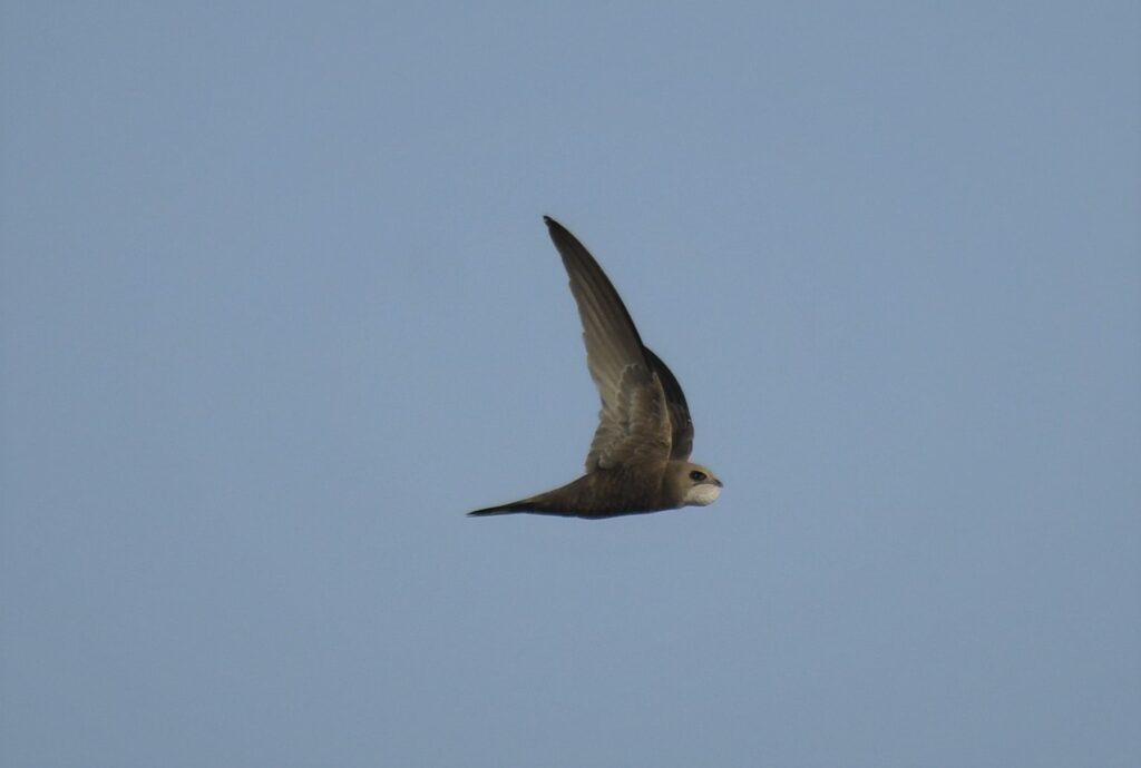 Deepen your understanding of Swifts, their conservation, and the innovative initiatives that brought their story to the world.