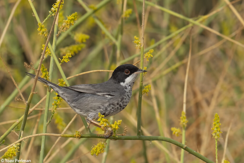 Don’t miss out on this exciting opportunity to see the first spring migrants and explore the unique landscapes of the Dead Sea!