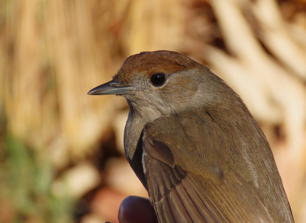 Join local birding experts from Birdlife Israel as they broadcast live from the field!