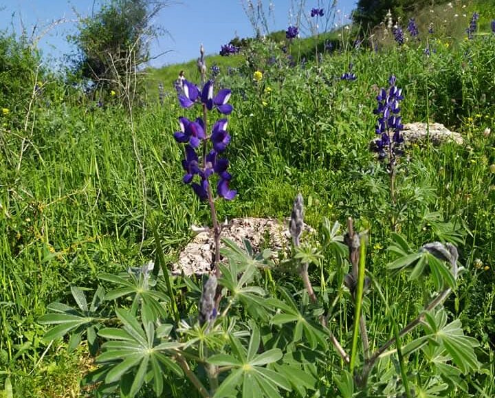 Experience the beauty of Israel’s spring flowers as we explore the famous Lupine Hill (Tel Socho) in Emek Ha'Ela