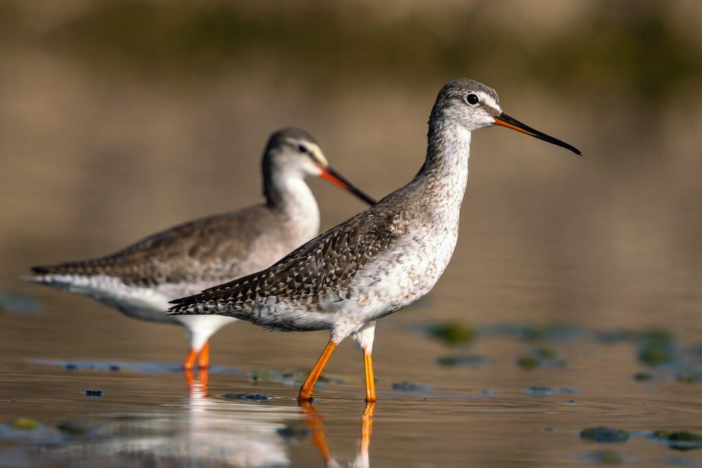 This hybrid course is a fantastic way for beginners to spread their wings and dive into this amazing hobby.