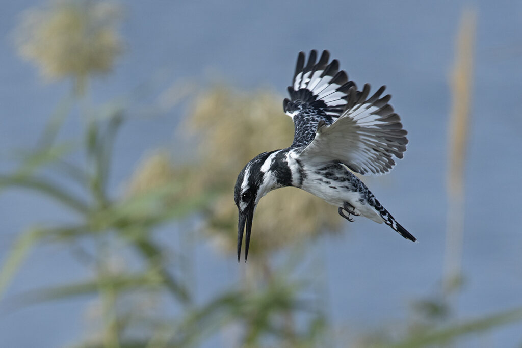 Don’t miss out on this opportunity to discover the winter birdlife in the heart of Tel Aviv!