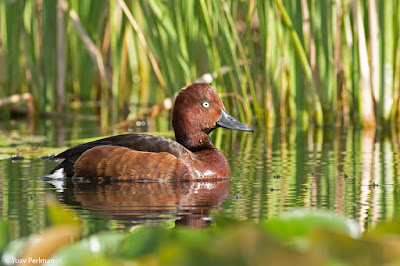 Discover wintering ducks in the ponds, flocks of seedeaters feeding in the trees, and early winter flowers blooming throughout the park.