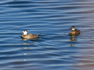 Join us as we explore one of the region's best reservoirs, where we hope to spot numerous species, including the rare White-headed Duck.