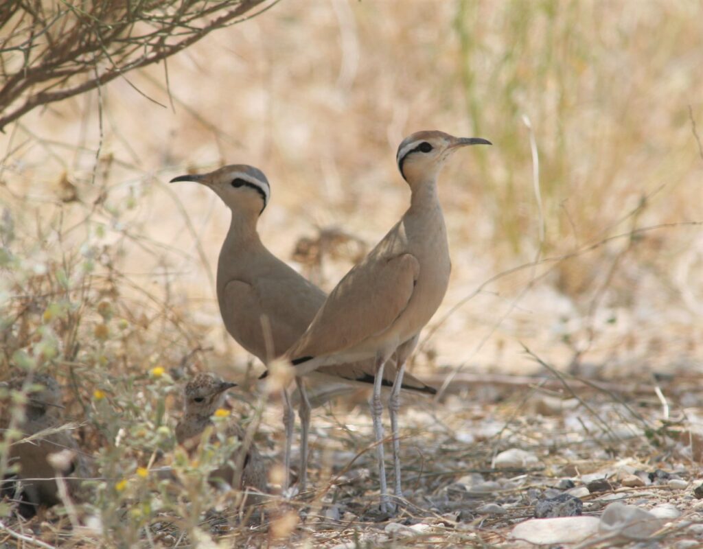 Join the staff of Birdlife Israel as they broadcast live from the field in Jerusalem, Eilat, and the north, bringing the excitement of migration directly to you.