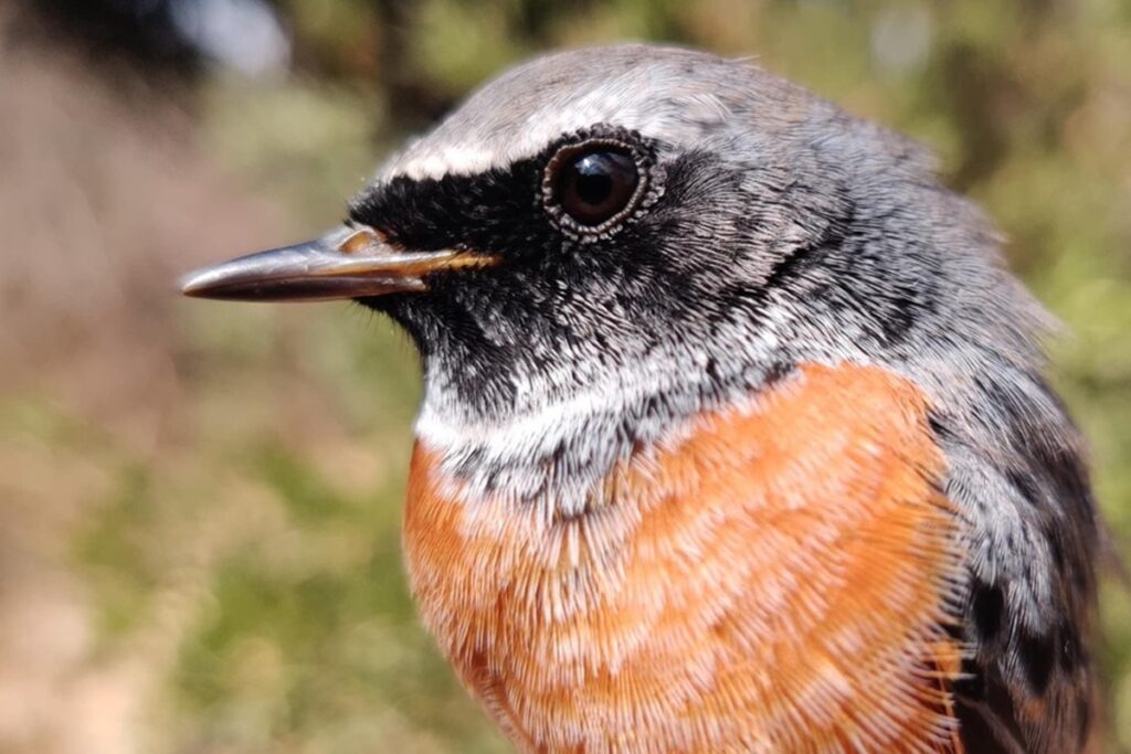 Join the English Bird Club for a special Passover bird walk, featuring up-close encounters with migrating songbirds.