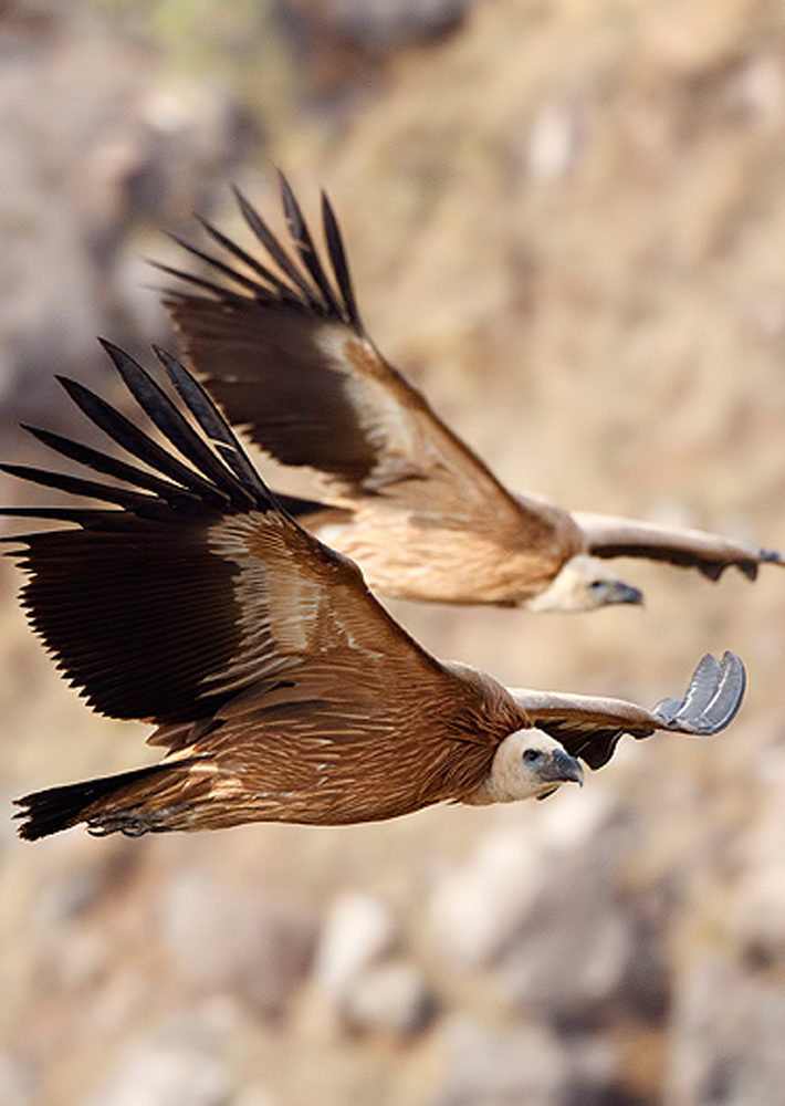 Ramat HaNegev Birding Center