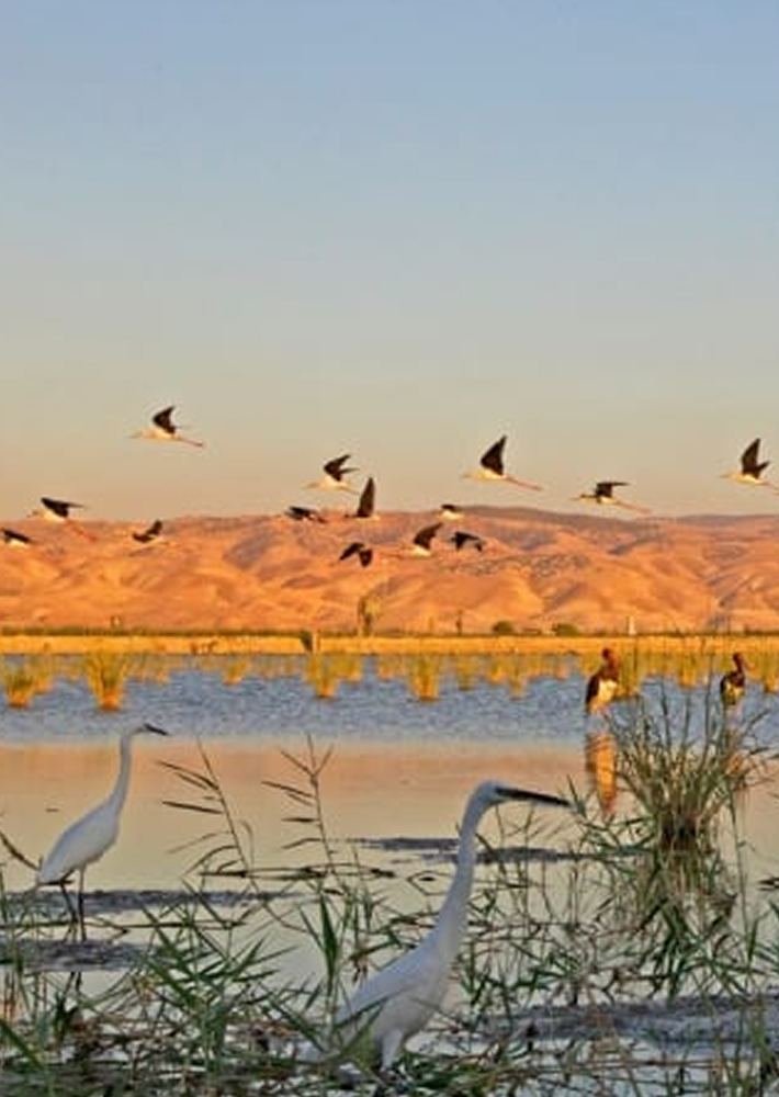 Start-Up Nature Rewilded Wetlands