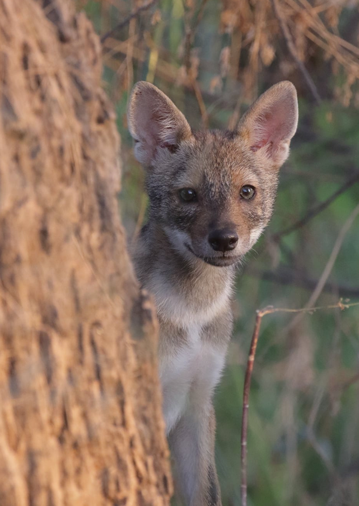 Yarkon Park River Walk & Bird Watching Center