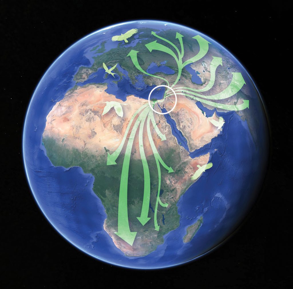 bird-routes-squareWEB-1024x1007 earth