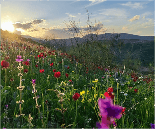 private-tours private-tours