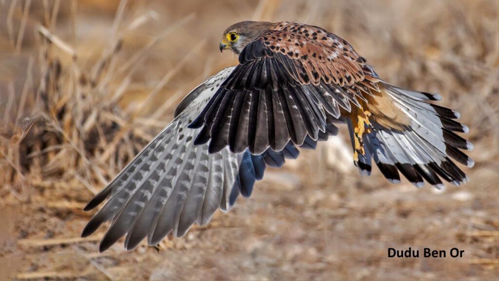 Watch hawks, storks, and songbirds at Tel Tzora as spring migration reaches its peak.