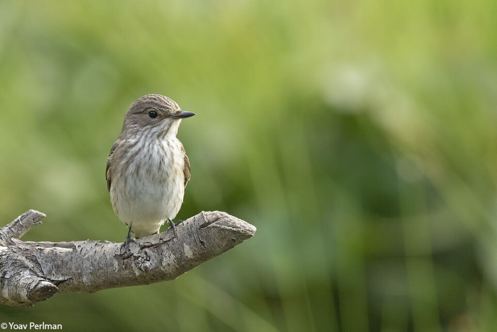 Discover the birds of Yeruham Lake as migration peaks, with water birds, raptors, and songbirds in a unique desert oasis.