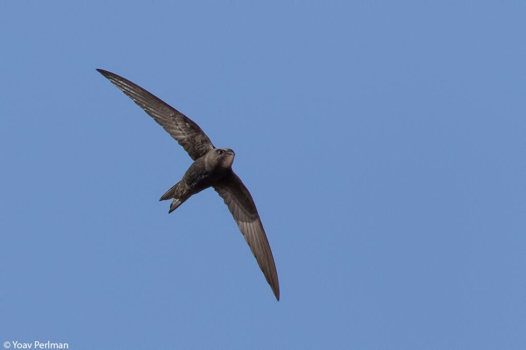Discover the birds of Yeruham Lake as migration peaks, with water birds, raptors, and songbirds in a unique desert oasis.