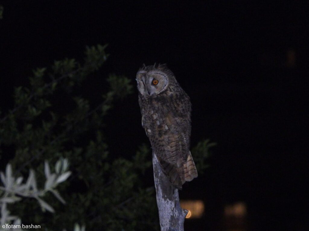 Explore Park HaYarkon by night and meet the animals who come alive after sunset.
