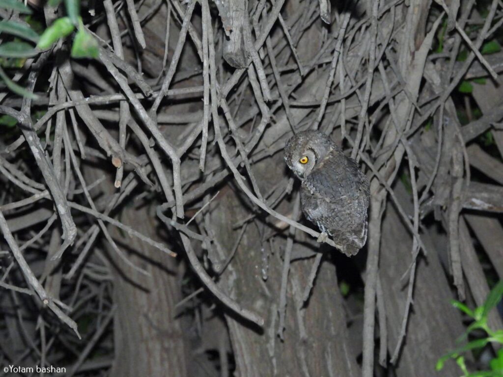 Explore the natural nightlife of Jerusalem.