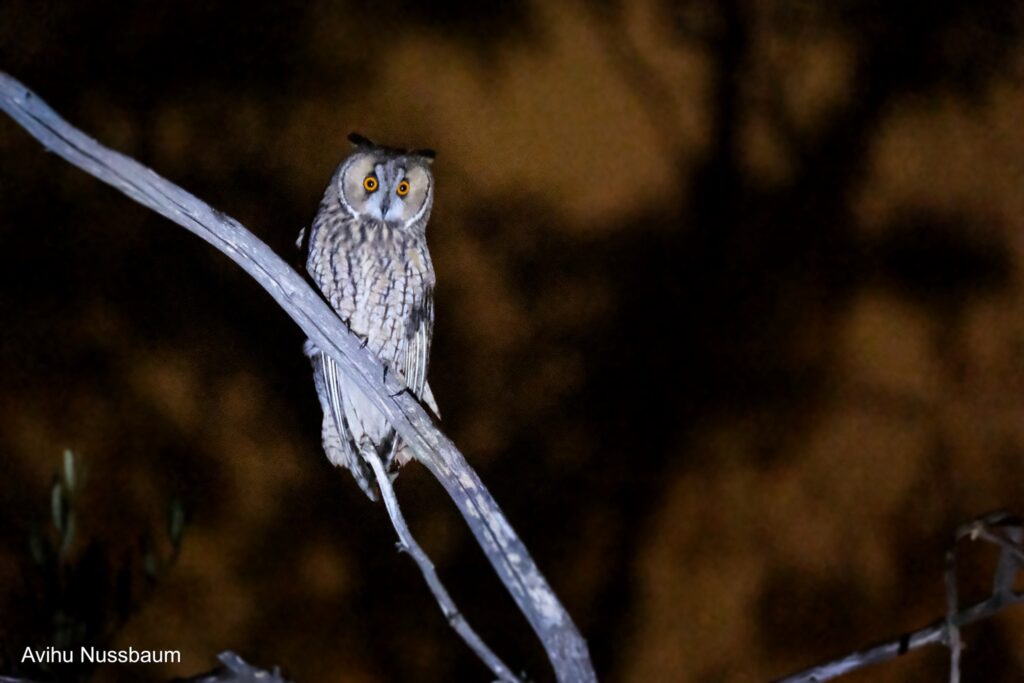 Join us in Jerusalem to spot owls, bats, porcupines, and more on this guided night walk.