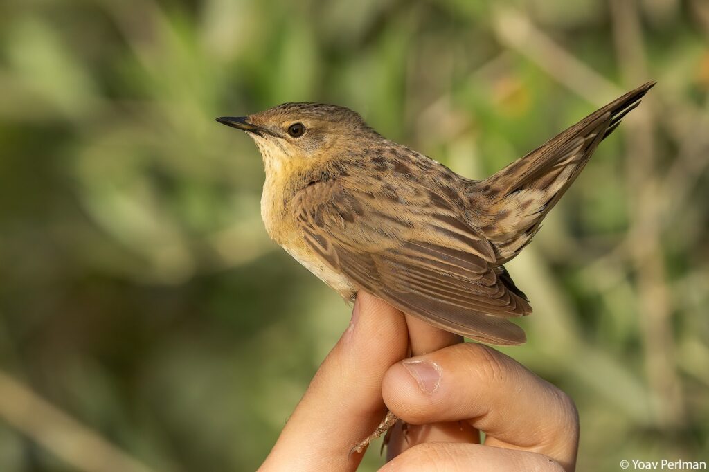 Join us for a live webinar with Dr. Yoav Perlman, Director of BirdLife Israel, as he takes us on a journey through Israel’s skies.