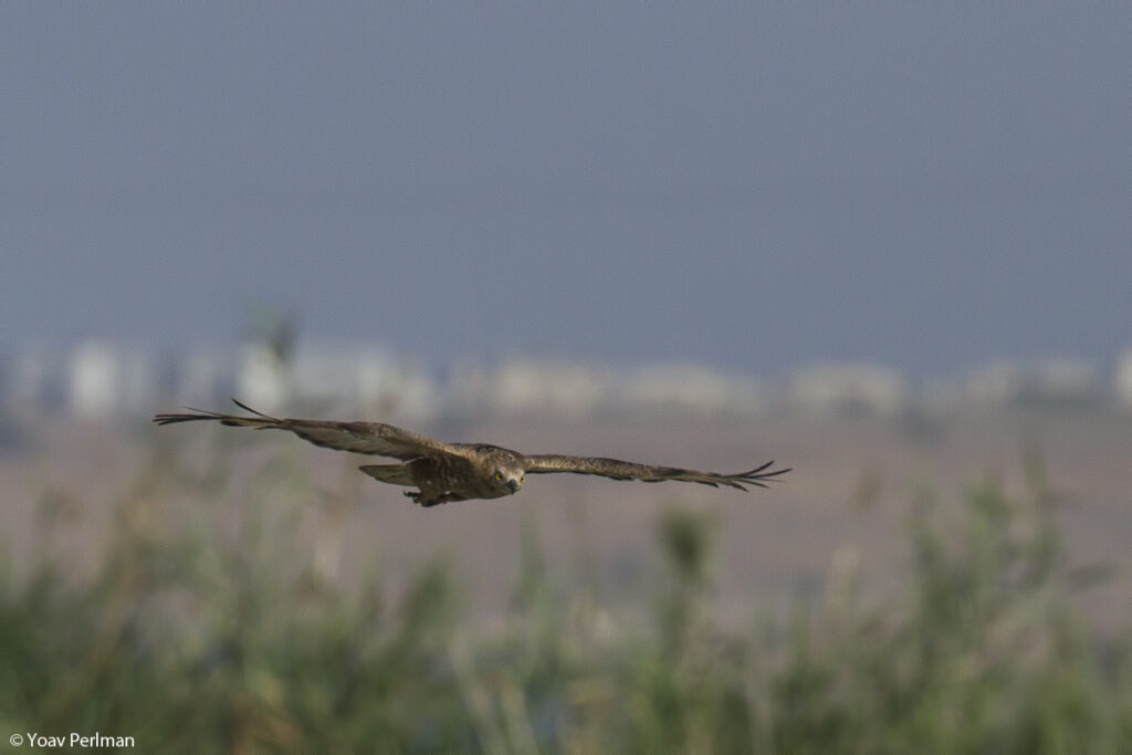 Experience the early morning flight of raptors as they soar south over the hills.