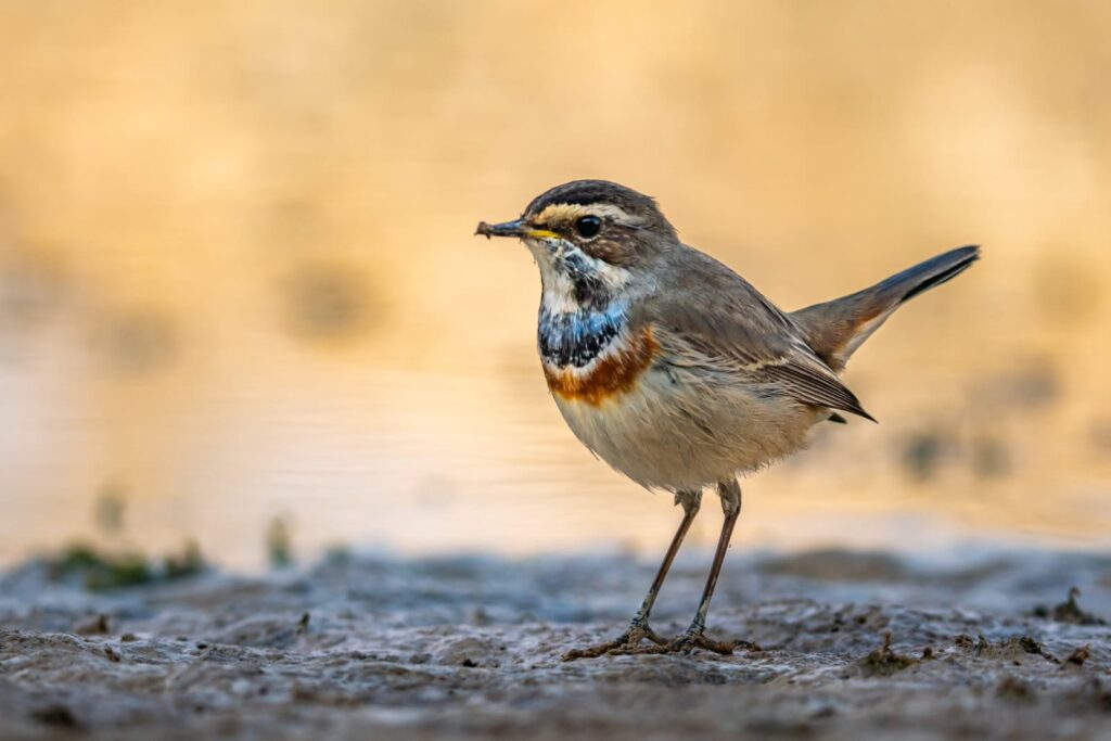 Search the skies, ponds, and fields for migrating birds near Kibbutz Tzora.