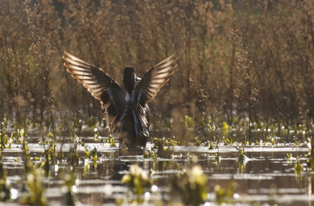 Search for fall birds and gazelles during this gentle walk in the park.
