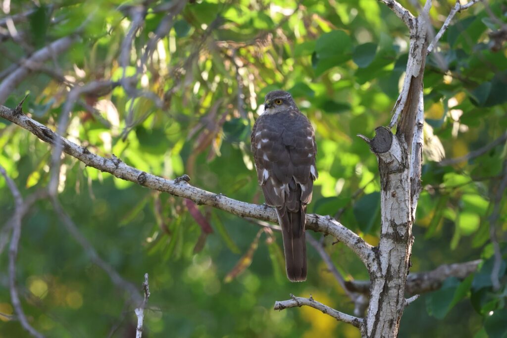 Get an up-close look at songbirds stopping in Jerusalem during migration.
