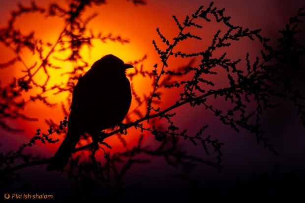 Watch nature come alive in the heart of the city
