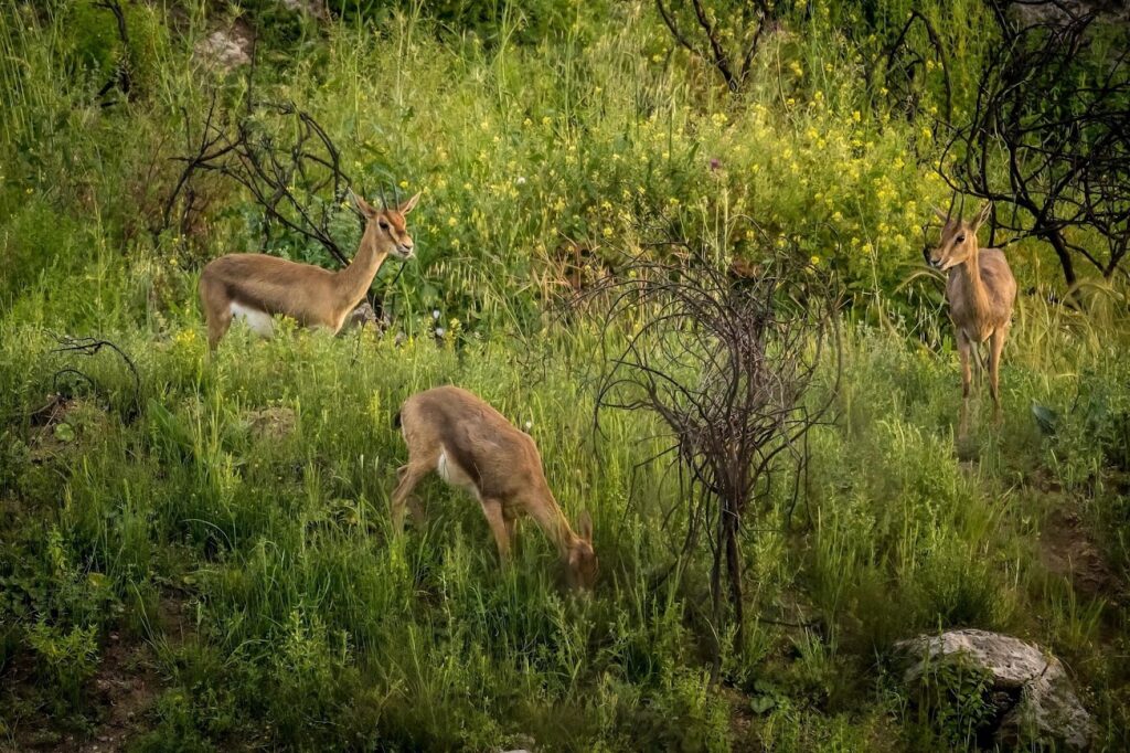 Mid-October is full of movement, watch birds migrate and gazelles graze.