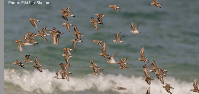 Join BirdLife Israel’s leading experts for a live look at one of nature’s greatest journeys.