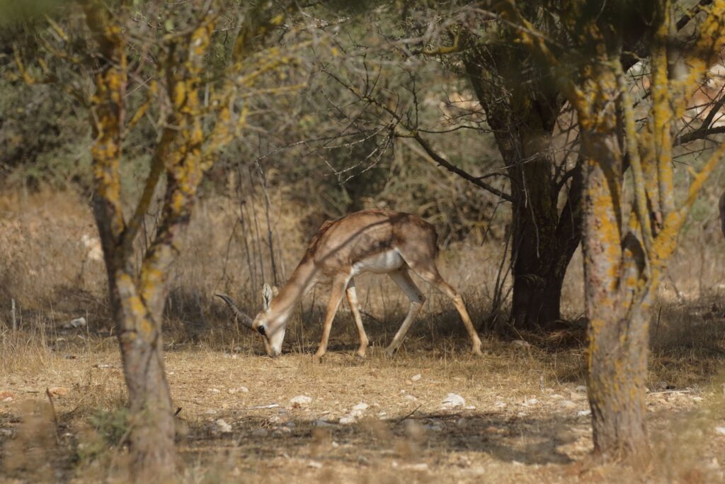 Discover migrating birds and resident gazelles as winter approaches