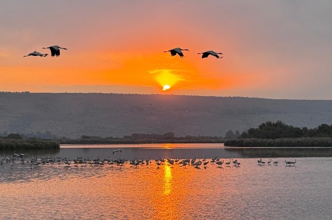 Join our expert birders for a close-up look at migrating birds stopping over in Israel.