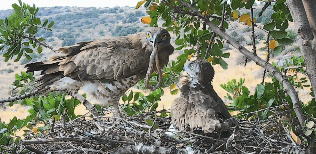 Join us as we explore the groundbreaking Raptor Nest Cam project